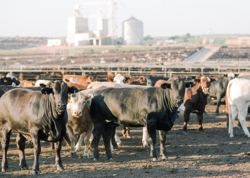 Feedlot Trends in Management and Productivity Drovers